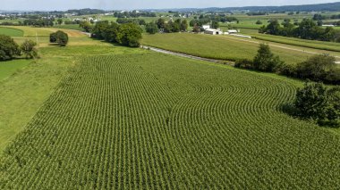 Geniş, yeşil bir mısır tarlası açık mavi gökyüzünün altında Pennsylvania kırsalına yayılıyor. Çevredeki çiftlikler, büyüyen mevsim boyunca tarımsal zenginlikleri gözler önüne sererek araziyi dolduruyor..