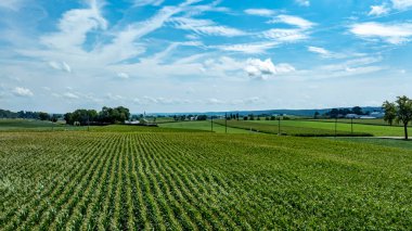Gelişen ekinlerin geniş alanları güneşli bir günde güneşlenir. Uzak bir ufuk tepeleri ve dağınık çiftlikleri sergiliyor, kırsal yaşamın ve tarım güzelliğinin özünü yakalıyor..