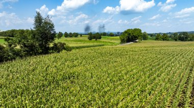 Bereketli yeşil mısır tarlaları, güneş ışığıyla yıkanmış, ufukta süzülen ağaçlar ve kabarık bulutlar ile birlikte arazi boyunca uzanır. Tarım ve tarım faaliyetleri için mükemmel bir gün..