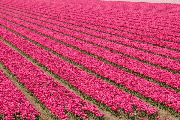 Campos Con Tulipanes Rojos Holanda — Foto de Stock