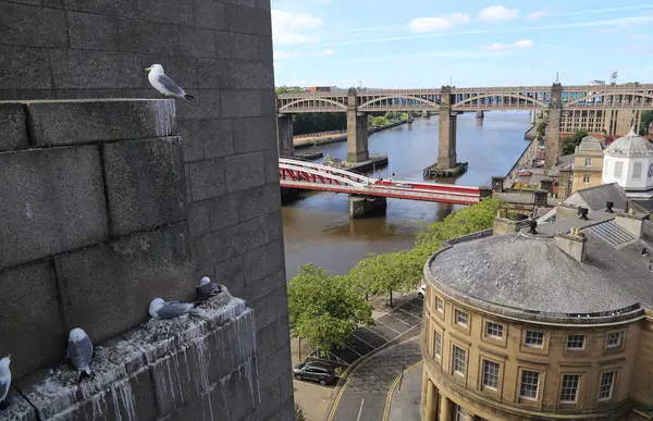Måsar Som Häckar Newcastle Bridge Storbritannien Stockbild
