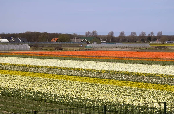 Gårdsfält Med Blommor Holland Royaltyfria Stockbilder