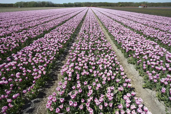Campos Agrícolas Com Flores Holanda Fotografia De Stock