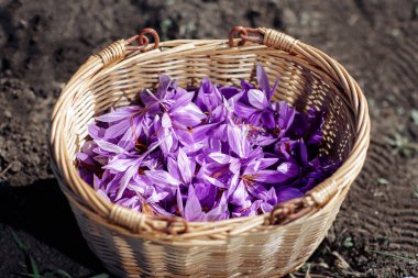 Crocus Sativus. Hasat zamanı tarlada içinde safran çiçekleri olan sepet.