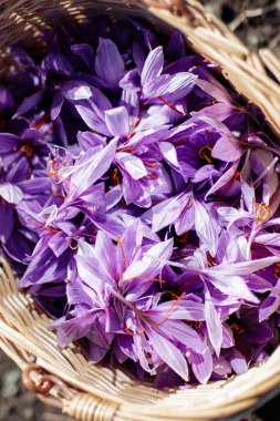 Crocus Sativus. Hasat zamanı tarlada içinde safran çiçekleri olan sepet.