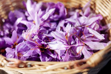 Crocus Sativus. Hasat zamanı tarlada içinde safran çiçekleri olan sepet.