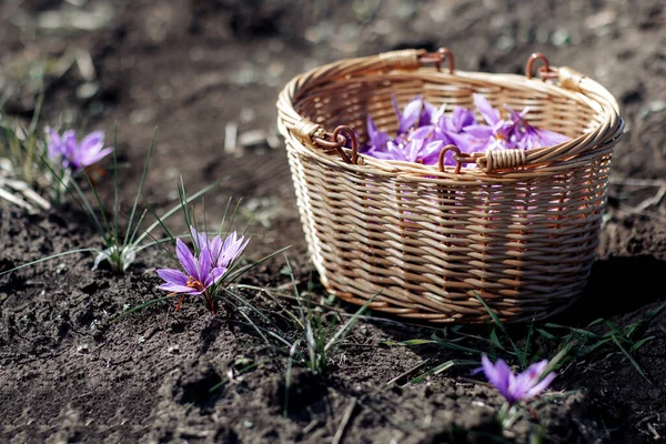 Crocus Sativus. Basket with Saffron flowers in a field at harvest time