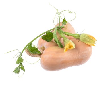 Cucurbita moschata 'Butternut', beyaz arkaplanda izole edilmiş çiçekli yeşil saplı