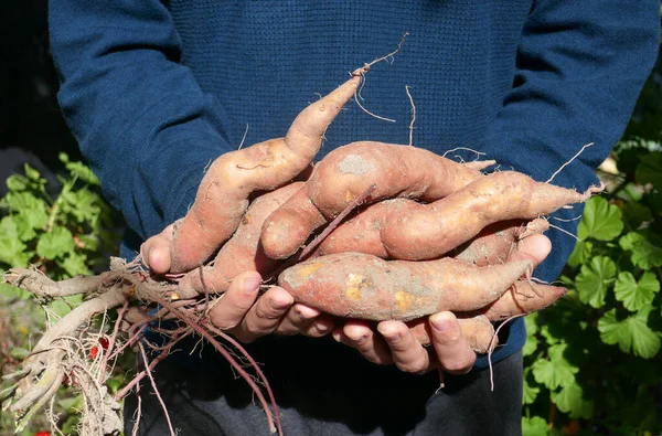 Ein Haufen Süßkartoffeln Ipomoea Batatas Den Händen Eines Mannes lizenzfreie Stockfotos