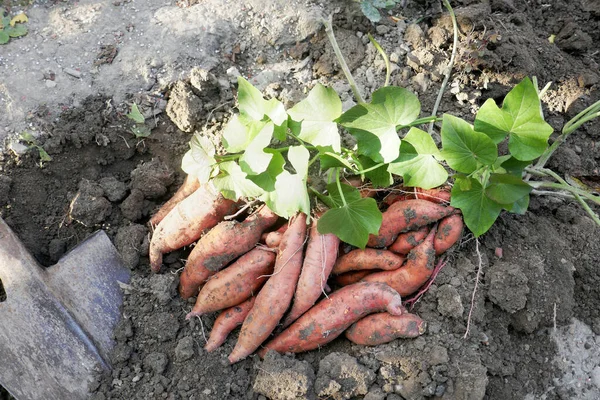 Eine Süßkartoffel Ipomoea Batatas Garten Aufsammeln lizenzfreie Stockbilder