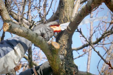 Bahçıvanın elleri sonbaharda ağaçları buduyor.