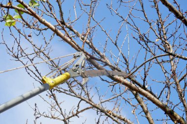 Sonbaharda ağaçları budamak için makas
