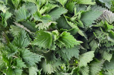 Yeşil ısırgan otlu arka plan, ısırgan otunun Macro Fotoğrafını bırakır. Yumuşak yeşil yapraklı ısırgan otu. Yakın plan..