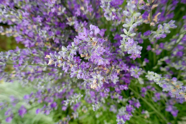 Kwiaty Lawendy Ogrodzie Płytka Głębia Ostrości — Zdjęcie stockowe