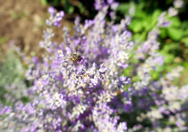 Pszczoła Zapylająca Ziołowe Kwiaty Lawendy Polu — Zdjęcie stockowe