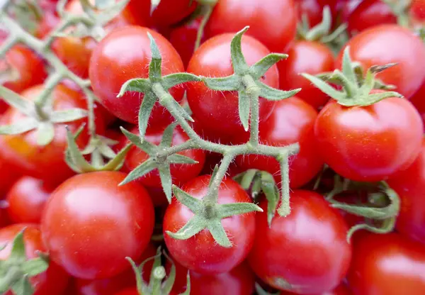 Tomates Cereja Vermelhos Orgânicos Frescos Como Fundo Imagens De Bancos De Imagens Sem Royalties