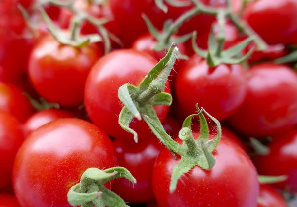 Čerstvé Organické Červené Cherry Rajčata Jako Pozadí Stock Obrázky