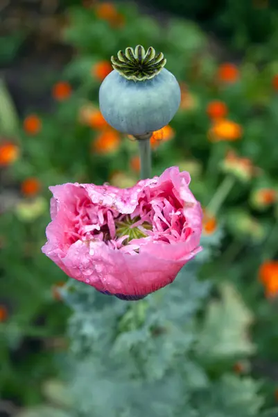 Самотня Папавериця Орієнтована Квітка Зеленому Газоні Боке Стокове Фото