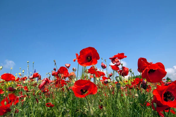 하늘에 대하여 양귀비와 잔디와 선택적인 초점으로 스칼렛 Poppies 팝피의 글레이드 로열티 프리 스톡 이미지