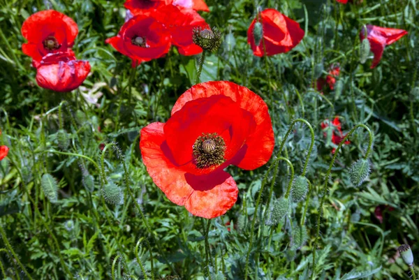 赤いポピーと緑の草でフィールド 選択的な焦点を持つ美しいフィールドスカーレットポピーの花 ストック画像