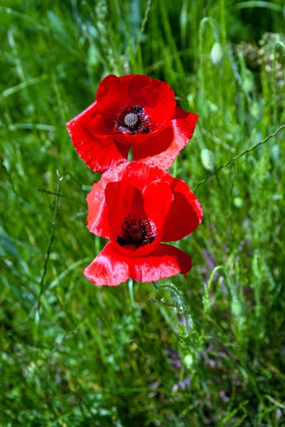 赤いポピーと緑の草でフィールド 選択的な焦点を持つ美しいフィールドスカーレットポピーの花 ロイヤリティフリーのストック写真