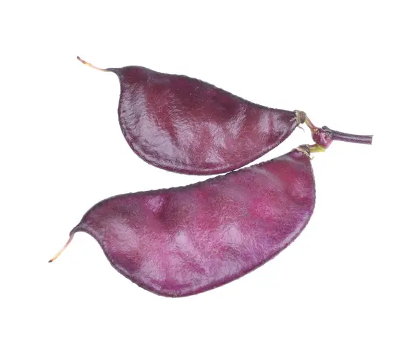 Colheita Purple Hyacinth Bean Lablab Purpureus Fundo Branco Isolado Fotos De Bancos De Imagens
