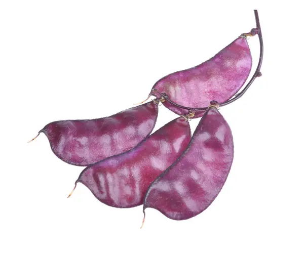 Raccolto Purpureus Purpureus Purple Hyacinth Bean Lablab Uno Sfondo Bianco Foto Stock