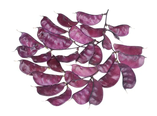 Raccolto Purpureus Purpureus Purple Hyacinth Bean Lablab Uno Sfondo Bianco Immagine Stock