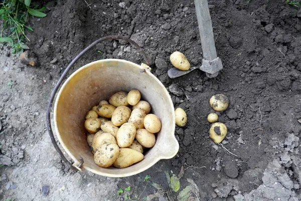 Batatas Orgânicas Recém Colhidas Fecham Cultivo Vegetais Orgânicos Agricultura Fotografias De Stock Royalty-Free