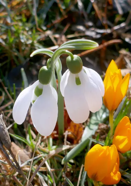 春天里 花园里白雪公主的花朵和黄色的春花绽放在一起 免版税图库照片