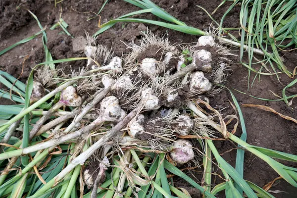 Fresh Garlic Bulbs Stalks Placed Levels Dry Stock Image