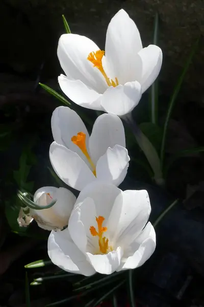 Beautiful White Crocus Flowers Growing Garden Stock Picture