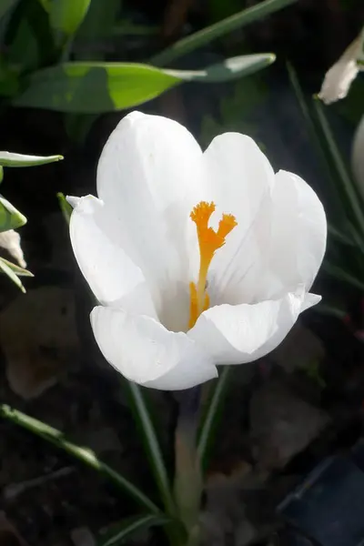 Mooie Witte Krokus Bloemen Groeien Tuin Stockfoto