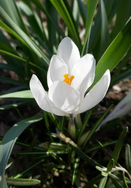 Belles Fleurs Crocus Blanc Poussant Dans Jardin Photo De Stock