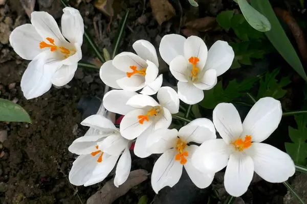 Цветы Белого Крокуса Растут Саду Стоковое Изображение