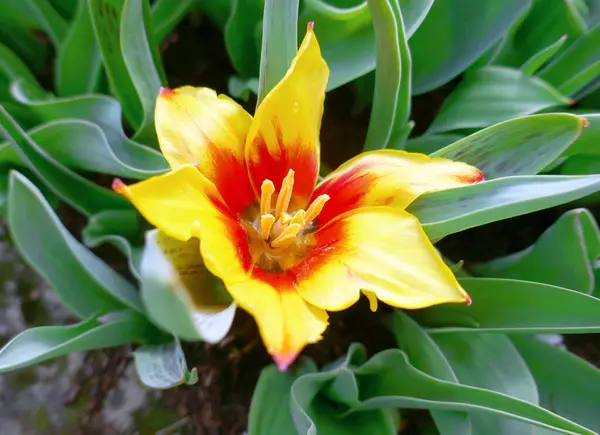 Frühling Hintergrund Mit Schönen Gelben Tulpe Blüte Mit Grünem Blatt Stockbild