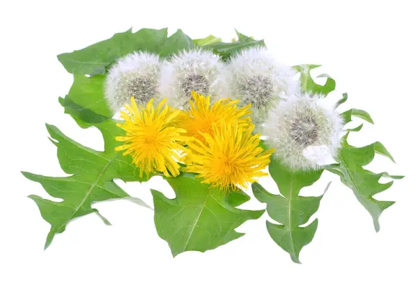 Dandelions Leaves Isolated White Background Stock Photo