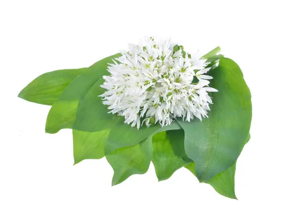 薬用植物クマのニンニク アリウムウランシンク ニンニクは緑の葉と白い花 孤立した白い背景を持っています ストックフォト
