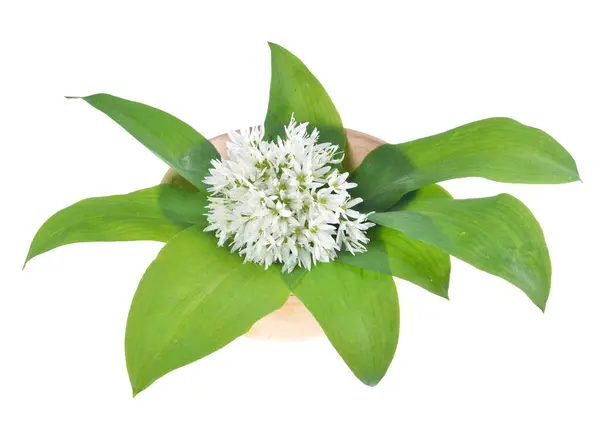 药用植物熊大蒜 Allium Ursinum 大蒜有绿色的叶子和白色的花 在孤立的白色背景上 免版税图库图片