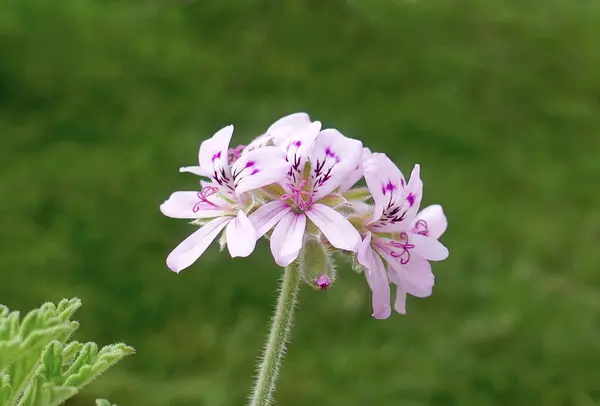 Nahaufnahme Einer Rose Geranium Oder Pelargonium Graveolens Garten lizenzfreie Stockfotos