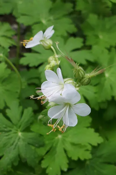 Geranium Macrorrhizum Egy Igénytelen Dísznövény Fehér Virágok Elbűvölőek Hihetetlen Bájt Stock Fotó
