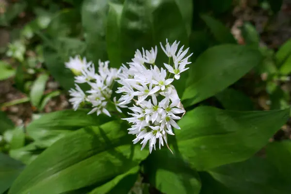 Gyógynövény Medve Fokhagyma Allium Ursinum Fokhagymának Zöld Levelei Fehér Virágai Jogdíjmentes Stock Fotók