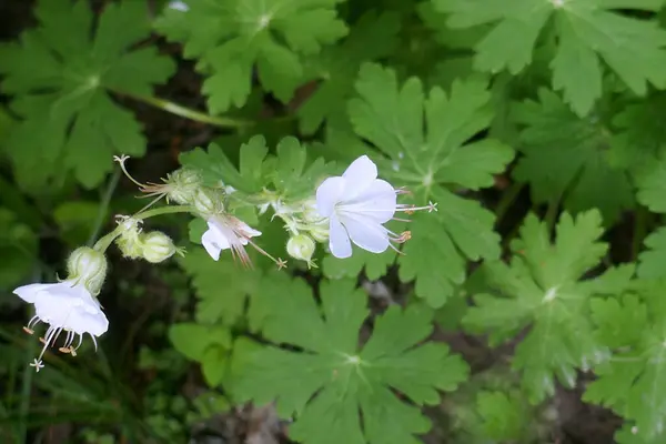 Geranium Macrorrhizum Nenáročná Okrasná Rostlina Bílé Květy Jsou Okouzlující Poskytují Stock Snímky