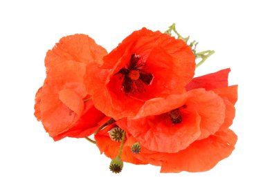 İzole edilmiş beyaz arkaplanda kırmızı haşhaş çiçeği, kapat