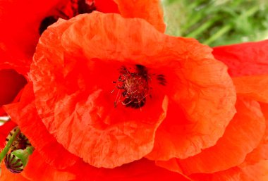 Kırmızı gelincik çiçeği arkaplanı, kapat