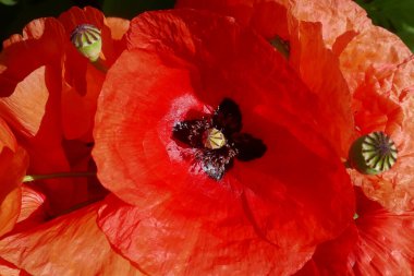 Kırmızı gelincik çiçeği arkaplanı, kapat