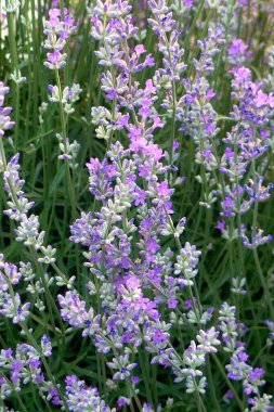 Lavanta yakın plan. Doğanın bileşimi. Çiçek açan mor lavanta çiçeklerinin Macro 'su. Yaz konsepti, seçici odaklanma