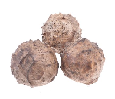 İzole edilmiş beyaz arkaplanda Quercus lusitanica