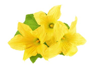 Yakın plan sarı balkabağı çiçeği ve izole beyaz arka planda genç meyve.