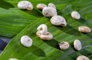 Yeşil yapraklı küçük beyaz salyangozlar.
